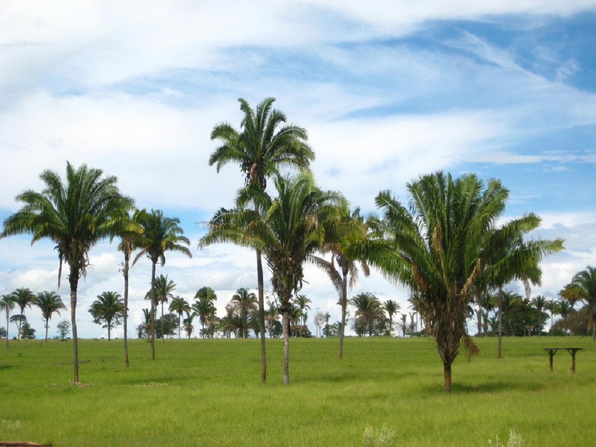 douradoquara mg - babaçu - by ogusuku, l.m..jpg